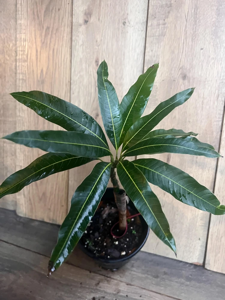 Pickering Mango Tree Live Plant – Grafted Dwarf Tropical Fruit Tree – 1/2 Gallon Pot - Cannot ship to CA - Image 2