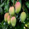 Pickering Mango Tree Live Plant – Grafted Dwarf Tropical Fruit Tree – 1/2 Gallon Pot - Cannot ship to CA - Image 1
