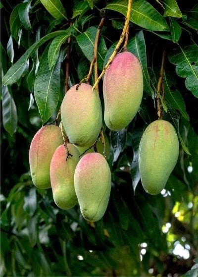 Pickering Mango Tree Live Plant – Grafted Dwarf Tropical Fruit Tree – 1/2 Gallon Pot - Cannot ship to CA - Image 1