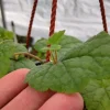 Piggyback Plant Live Plant - 4-6 Inch Tall, Tolmiea Menzesii Indoor Houseplant - Image 1