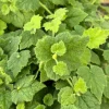 Piggyback Plant Live Plant - Tolmiea Menziesii - 4 inch Pot - Indoor/Outdoor - Image 4