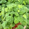 Piggyback Plant Live Plant - Tolmiea Menziesii - 4 inch Pot - Indoor/Outdoor - Image 1