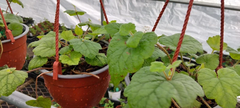 Piggyback Plant (Tolmiea Menziesii) Live Plant - 4-6 inch Tall Indoor Houseplant - Image 2