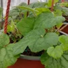 Piggyback Plant (Tolmiea Menziesii) Live Plant - 4-6 inch Tall Indoor Houseplant - Image 1