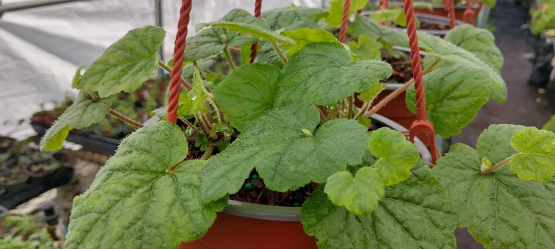 Piggyback Plant (Tolmiea Menziesii) Live Plant - 4-6 inch Tall Indoor Houseplant - Image 1