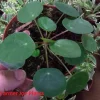 Pilea Peperomioides Live Plant - 4 inch Chinese Money Plant for Indoors - Image 1
