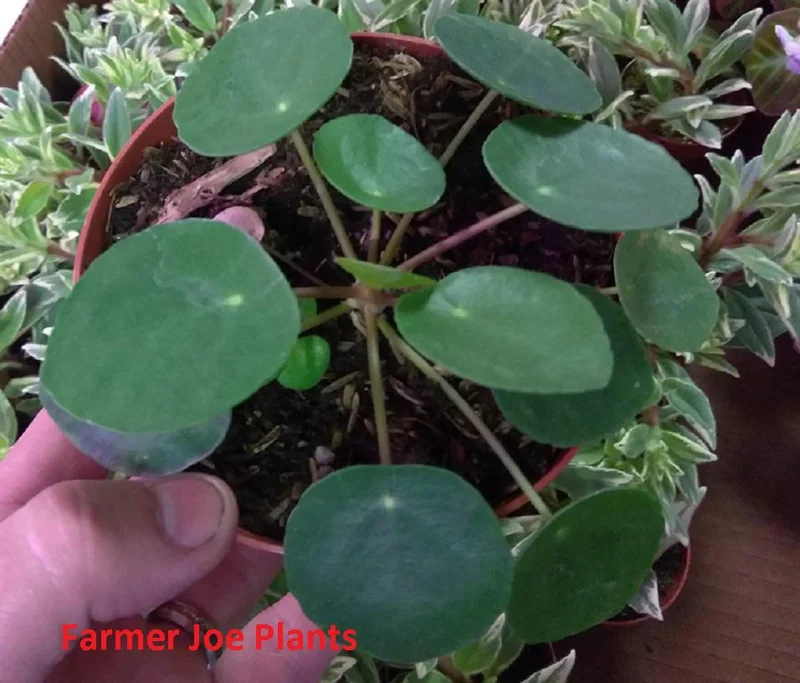 Pilea Peperomioides Live Plant - 4 inch Chinese Money Plant for Indoors - Image 1