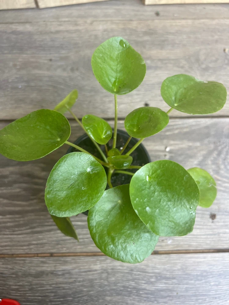 Pilea Peperomioides Live Plant - Chinese Money Plant - 4 inch Pot - Indoor - Cannot ship to CA - Image 2