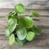 Pilea Peperomioides Live Plant - Chinese Money Plant - 4 inch Pot - Indoor - Cannot ship to CA - Image 1