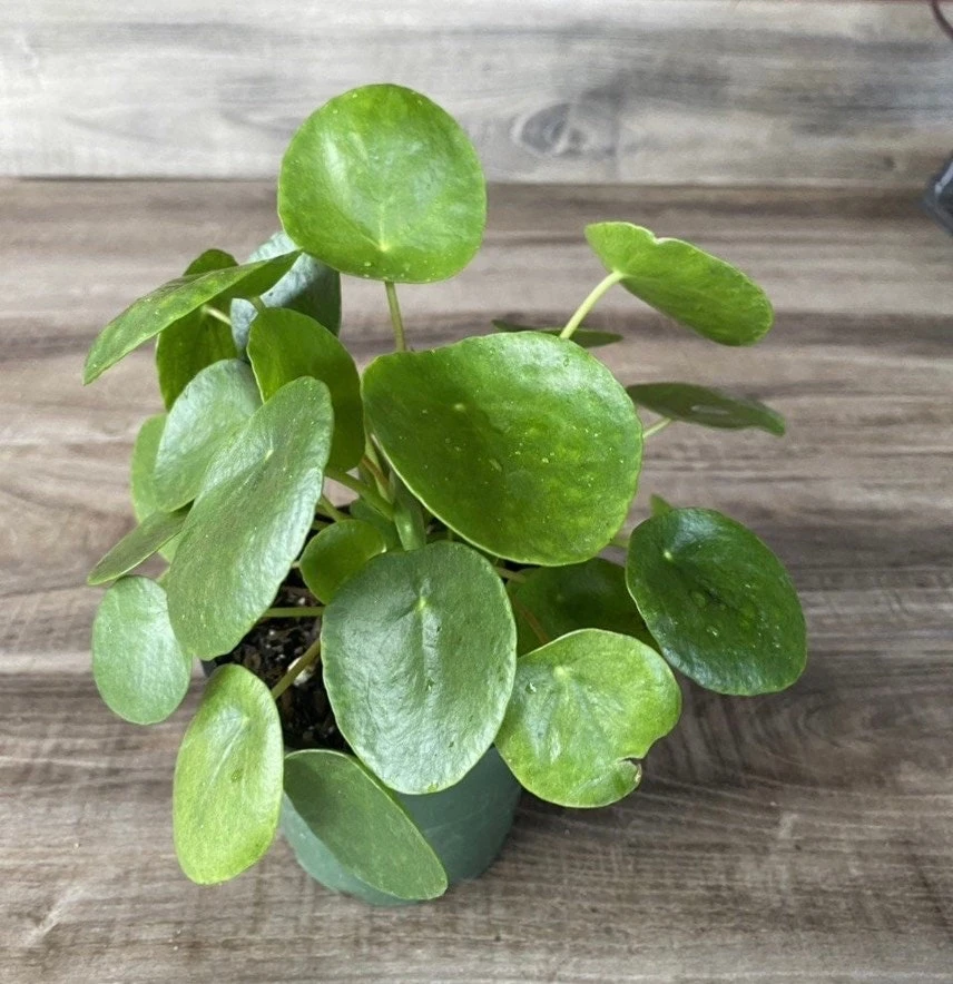 Pilea Peperomioides Live Plant - Chinese Money Plant - 4 inch Pot - Indoor - Cannot ship to CA - Image 1