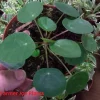 Pilea Peperomioides Live Plant - Chinese Money Plant - 4" Pot - Indoor - Image 1
