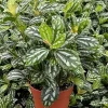 Pilea Watermelon Live Plant - Pilea Cadierei Houseplant, 4 inch Pot, Indoor - Image 1