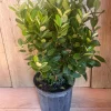 Pineapple Guava Live Plant - 10 inch Pot, Feijoa Sellowiana Fruit Tree - Cannot ship to CA - Image 1