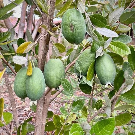 Pineapple Guava Live Plant – Feijoa Sellowiana – 4 Inch Pot – Edible Fruit & Flowers - Image 2