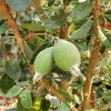 Pineapple Guava Live Plant – Feijoa Sellowiana – 4 Inch Pot – Edible Fruit & Flowers - Image 1