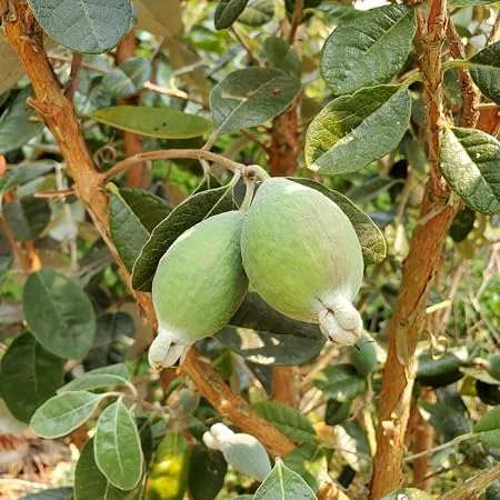 Pineapple Guava Live Plant – Feijoa Sellowiana – 4 Inch Pot – Edible Fruit & Flowers - Image 1