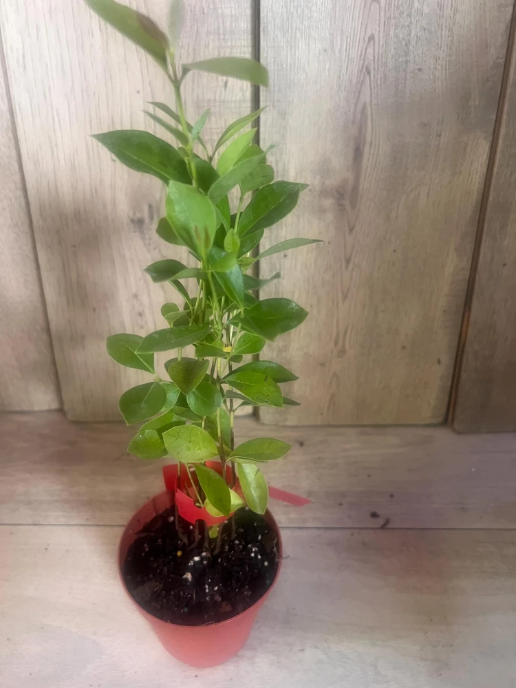 Pineapple Guava Live Plant – Feijoa Sellowiana Shrub – 4 inch Pot – Outdoor Fruiting - Cannot ship to CA - Image 2