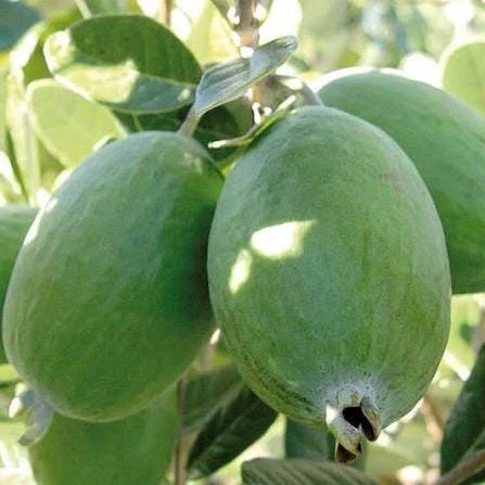 Pineapple Guava Live Plant – Feijoa Sellowiana Shrub – 4 inch Pot – Outdoor Fruiting - Cannot ship to CA - Image 1
