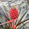Pineapple Live Plant, Ananas Comosus, 6 inch Pot, Fruit Plant, Indoor/Outdoor - Image 1