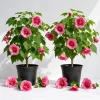 Pink Abutilon Live Plant Set of 2 – Lantern Trailing Vine 4-6 Inch Tall - Image 1