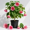 Pink Abutilon Live Plant – Trailing Hanging Flower Vine – 4-6 Inch Tall - Image 1