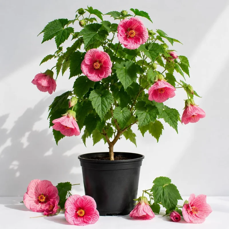 Pink Abutilon Live Plant – Trailing Hanging Flower Vine – 4-6 Inch Tall - Image 1