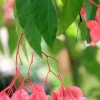 Pink Angel Wing Begonia Live Plant - 7 to 10" Tall in 4" Pot - Indoor/Outdoor - Image 1