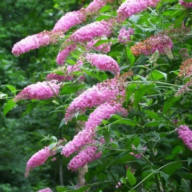 Pink Buddleia Live Plant - Butterfly Bush, 4-inch Pot, Outdoor Shrub - Image 2