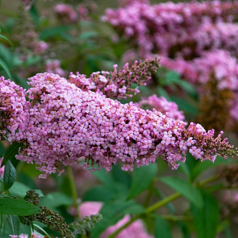 Pink Buddleia Live Plant - Butterfly Bush, 4-inch Pot, Outdoor Shrub - Image 1