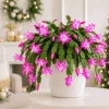 Pink Christmas Cactus Live Plants, Set of 2, 4-8 Inch Tall, Thanksgiving Cactus - Image 1