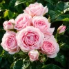 Pink Climbing Rose Live Plant – Fragrant Rose Bush, 4-6 Inch Tall Starter Plant for Outdoor Garden - Image 1