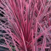 Pink Cordyline Charlie Boy Live Plant - Ornamental Shrub - 2.5x4 inch Pot - Image 1