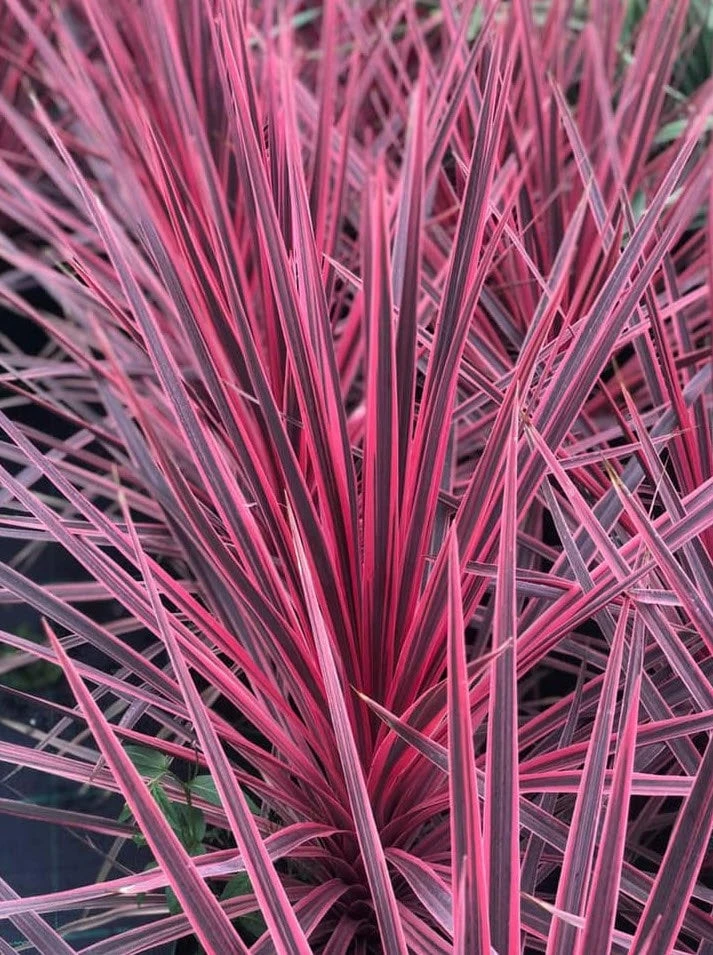 Pink Cordyline Charlie Boy Live Plant - Ornamental Shrub - 2.5x4 inch Pot - Image 1