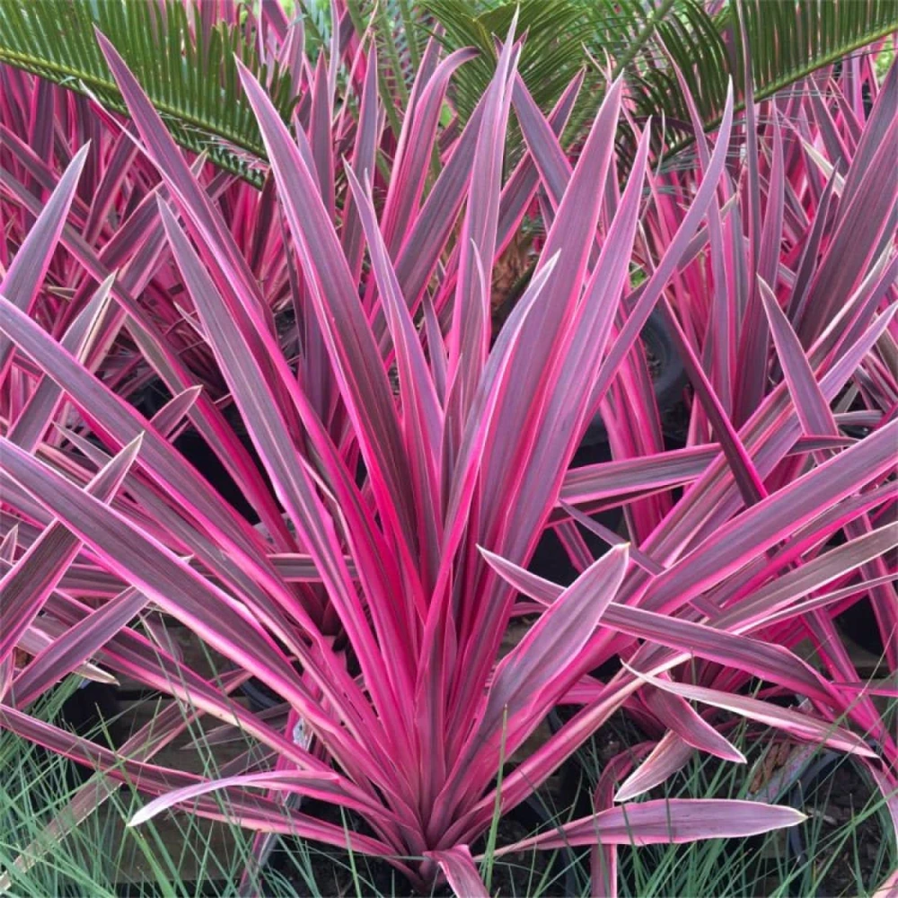 Pink Cordyline Charlie Boy Live Plant - Ornamental Shrub - 2.5x4 inch Pot - Image 2