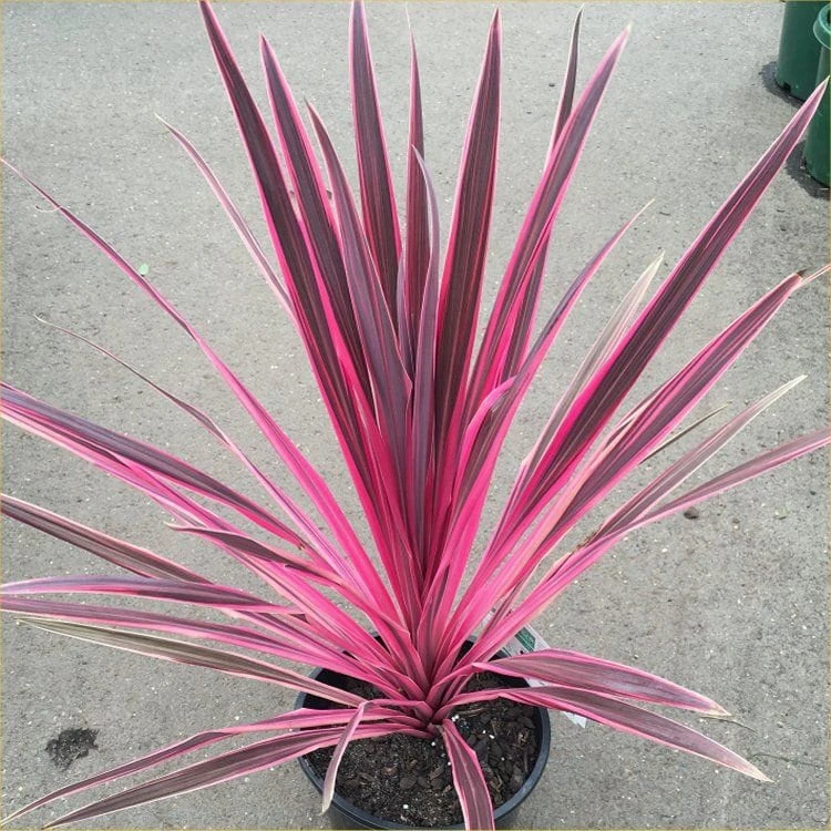 Pink Cordyline Charlie Boy Live Plant - Ornamental Shrub - 2.5x4 inch Pot - Image 3