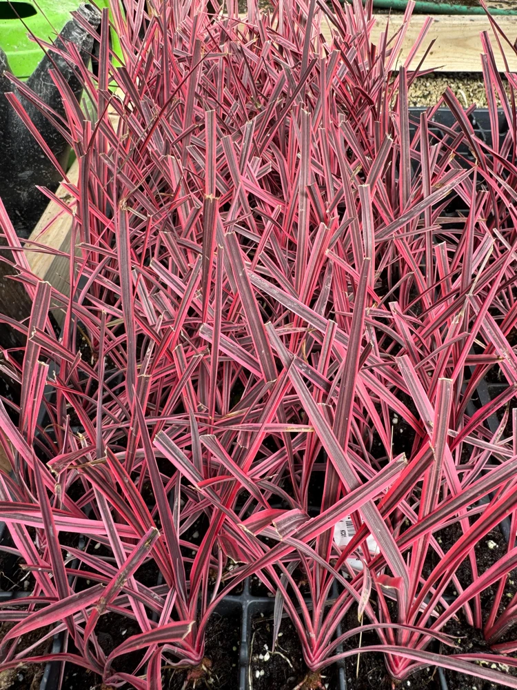 Pink Cordyline Charlie Boy Live Plant - Ornamental Shrub - 2.5x4 inch Pot - Image 4