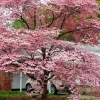 Pink Dogwood Tree Live Plant – Quart Pot – Flowering Outdoor Tree - Image 1