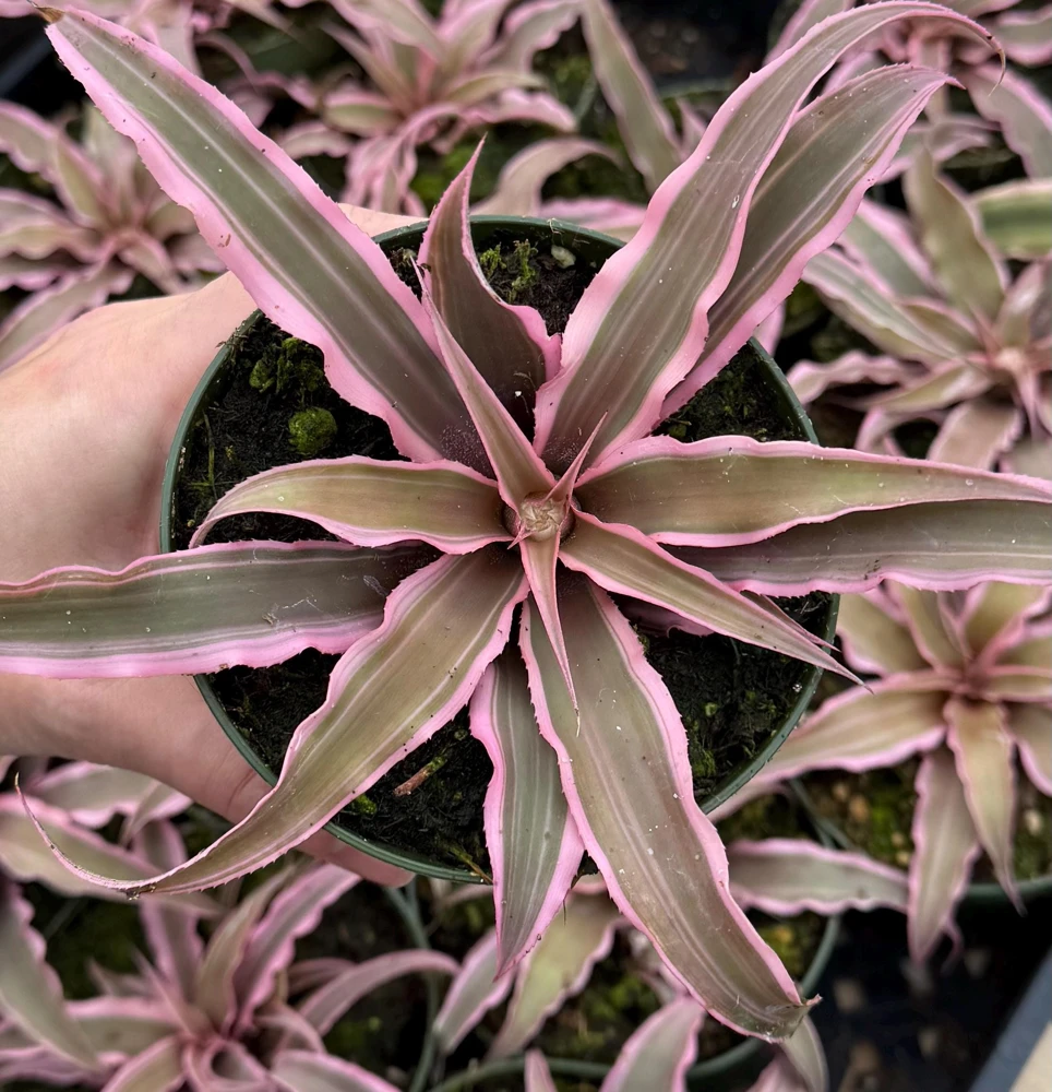 Pink Earth Star Plant Cryptanthus Le Rey Live Tropical Houseplant 2.5-4 inch Pot - Image 2