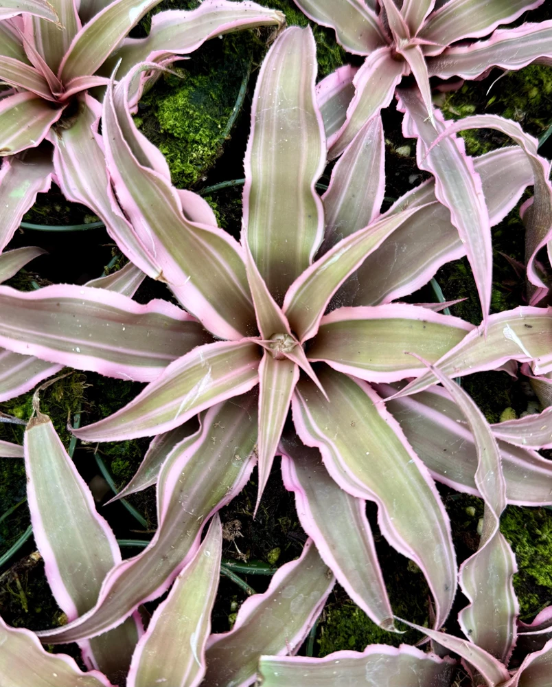 Pink Earth Star Plant Cryptanthus Le Rey Live Tropical Houseplant 2.5-4 inch Pot - Image 3