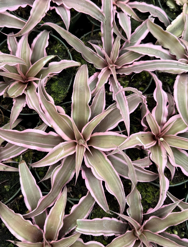 Pink Earth Star Plant Cryptanthus Le Rey Live Tropical Houseplant 2.5-4 inch Pot - Image 4