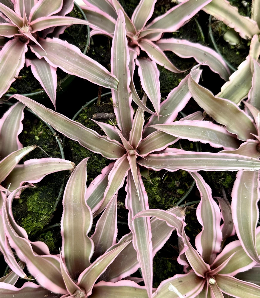 Pink Earth Star Plant Cryptanthus Le Rey Live Tropical Houseplant 2.5-4 inch Pot - Image 5