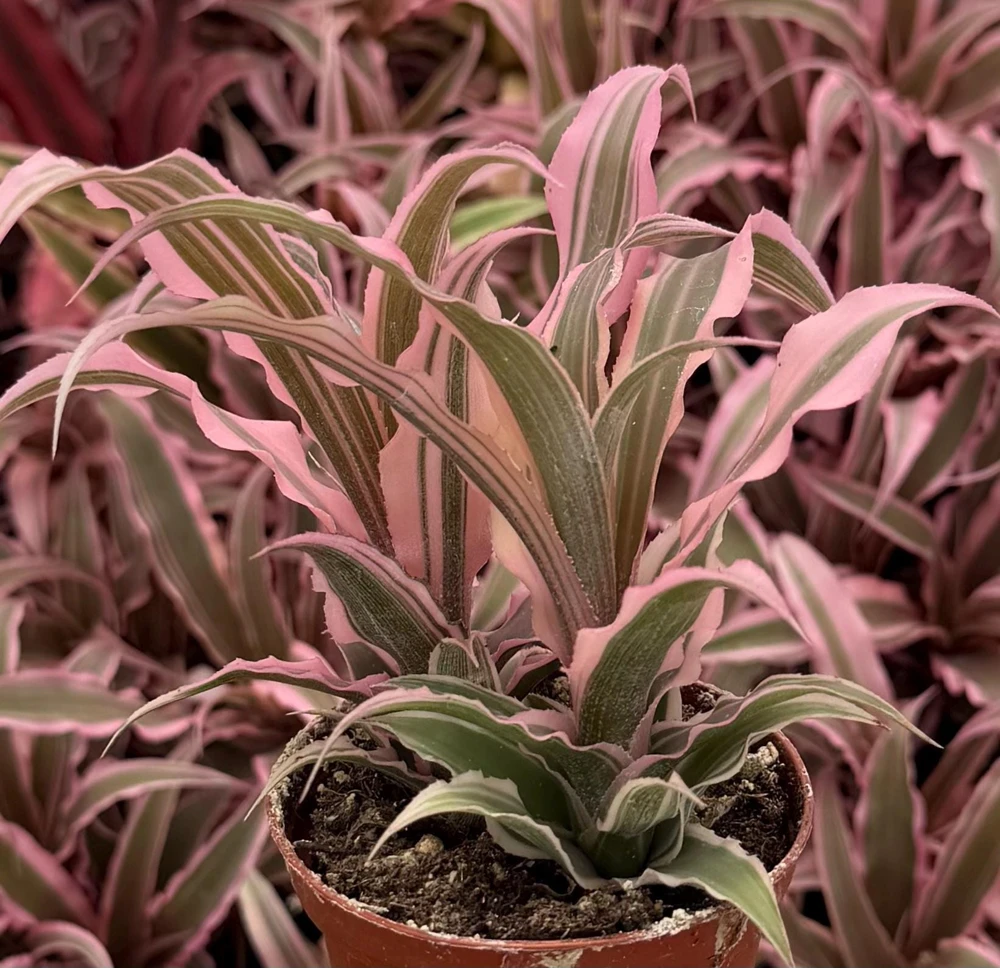 Pink Earth Star Plant Cryptanthus Le Rey Live Tropical Houseplant 2.5-4 inch Pot - Image 6