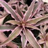 Pink Earth Star Plant Cryptanthus Le Rey Live Tropical Houseplant 2.5-4 inch Pot - Image 1