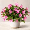 Pink Easter Cactus Live Plant – Spring Houseplant, 4-8 Inch Tall, No Pot - Image 1