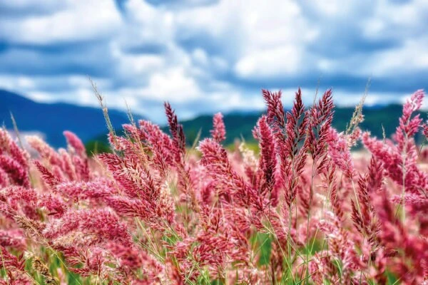 Pink Fountain Grass Savannah Ruby Live Plant - 5 Pack Perennial Ornamental Grass for Full Sun - Image 2