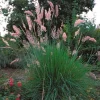 Pink Fountain Grass Savannah Ruby Live Plant - 5 Pack Perennial Ornamental Grass for Full Sun - Image 1