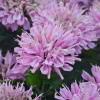 Pink Frosting Bee Balm Live Plant – Monarda Perennial – Attracts Pollinators – Zones 4-9 - Image 1