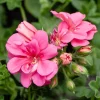 Pink Geranium Live Plant - Pelargonium - 2-5" Tall Flowering Plant for Patio & Garden - Image 1