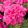 Pink Geranium Live Plant - Pelargonium - 2-5" Tall - Outdoor Flowering Plant for Garden & Patio - Image 1