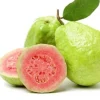 Pink Guava Live Plant - 6 inch Pot - Tropical Fruit Tree for Indoor/Outdoor - Image 1